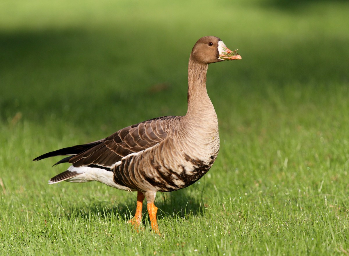 Greater White-fronted Goose - ML135065061