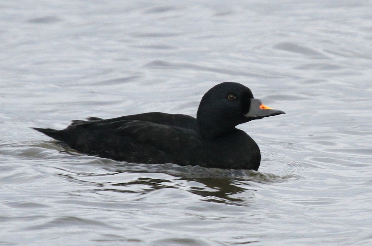 Common Scoter - ML135065141