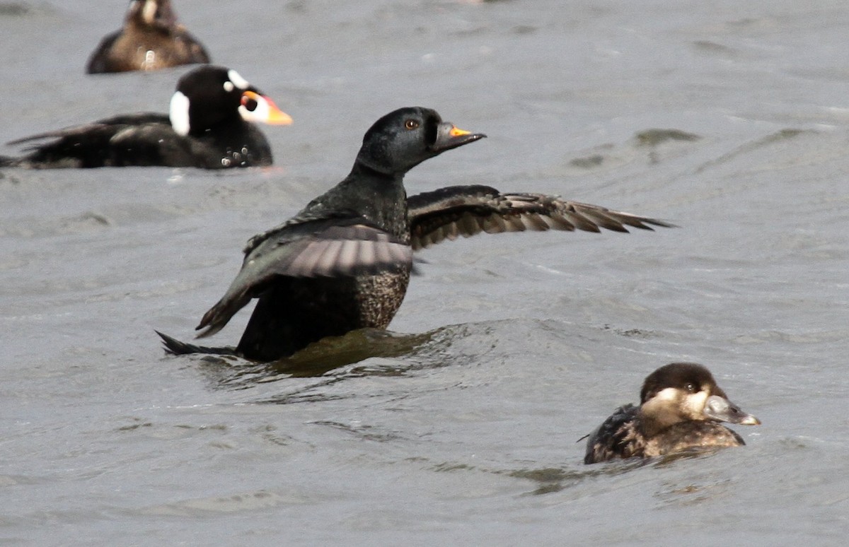 Common Scoter - ML135065201