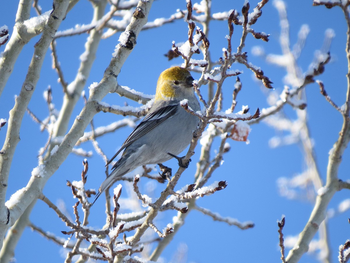 Pine Grosbeak - Marya Moosman