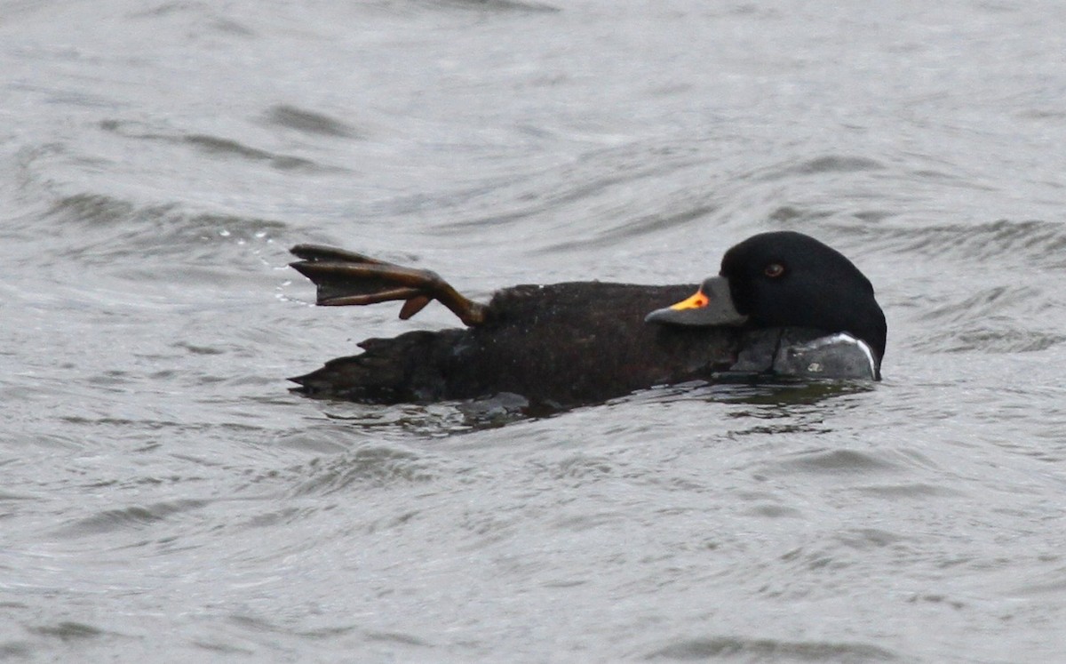 Common Scoter - ML135065241