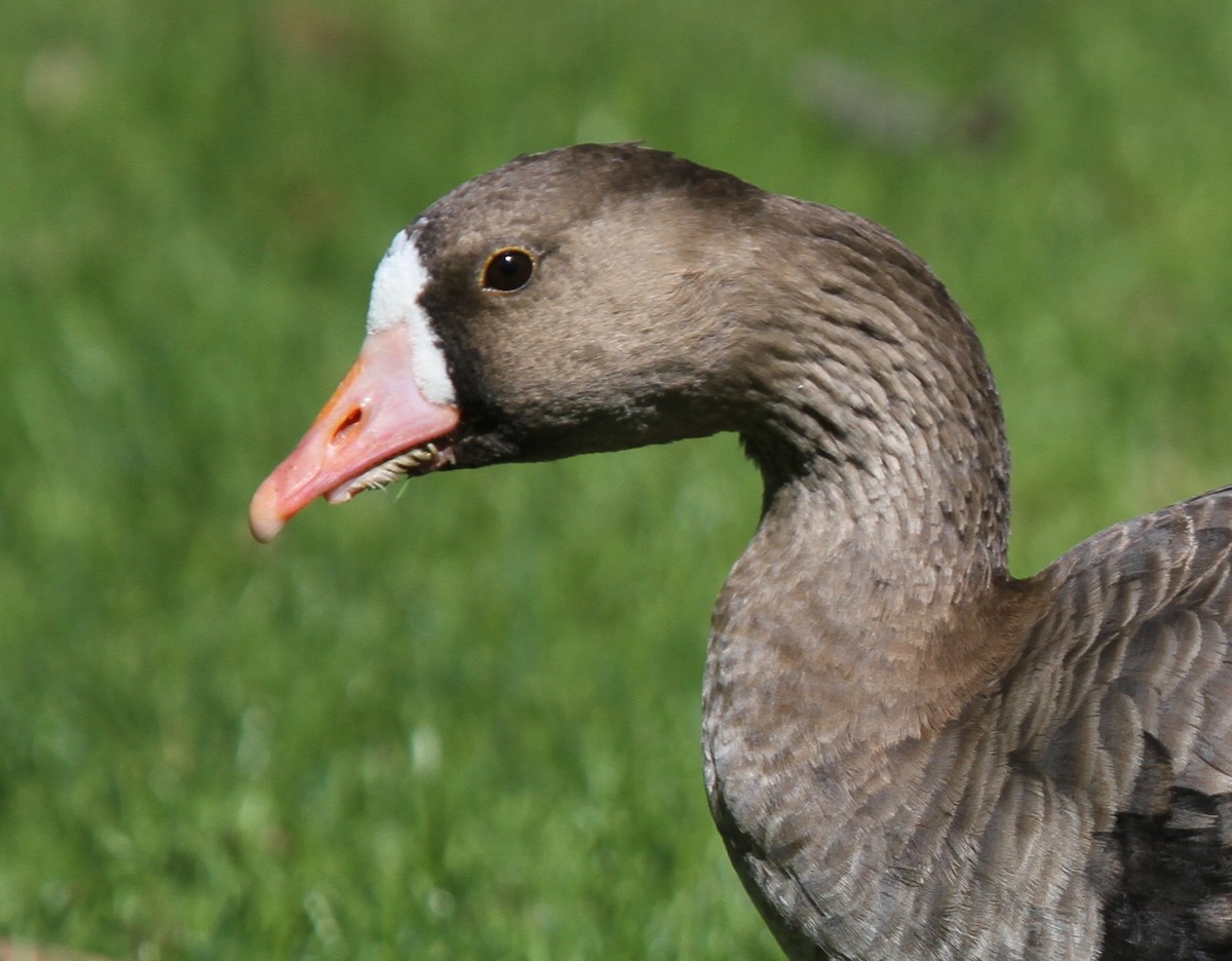 Greater White-fronted Goose - ML135065431