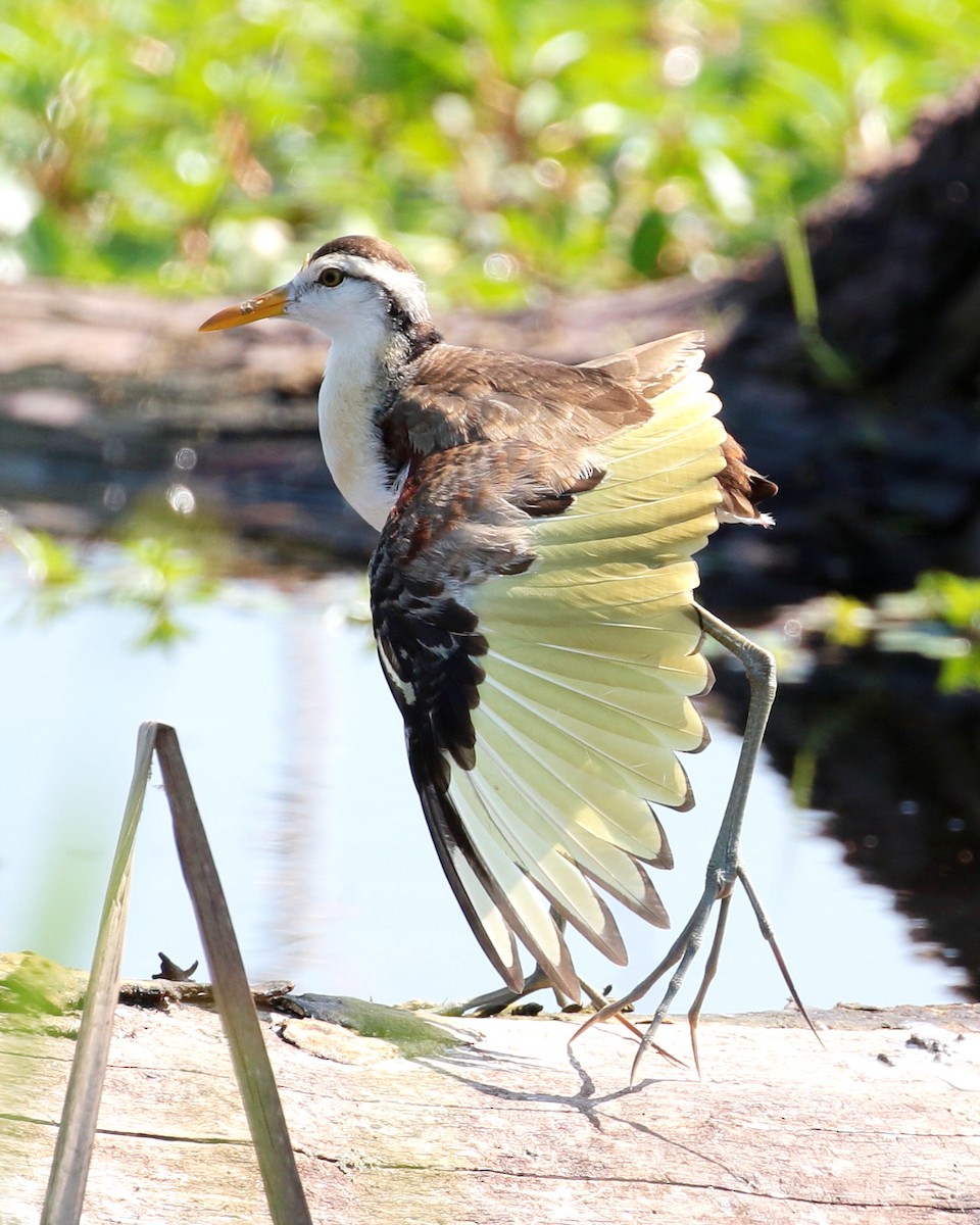 Northern Jacana - jan liang