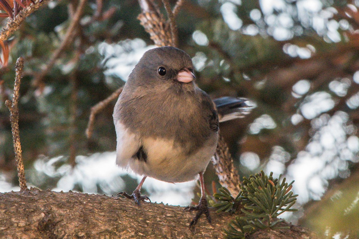 Dark-eyed Junco - Frank King