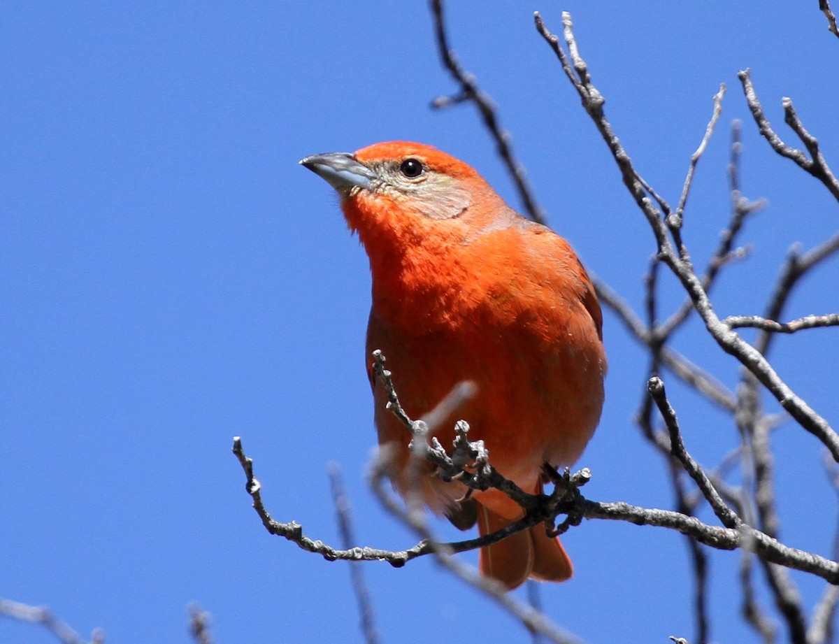 Hepatic Tanager - Matthew Grube