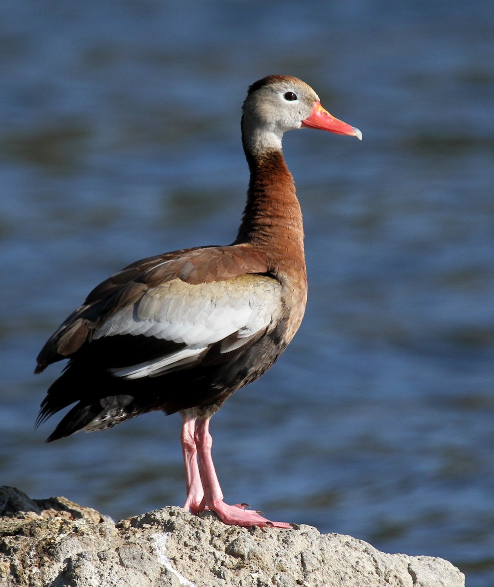 Dendrocygne à ventre noir - ML135068341