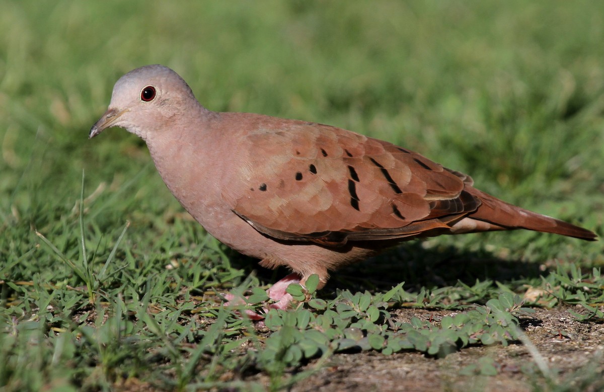 Rosttäubchen - ML135068751