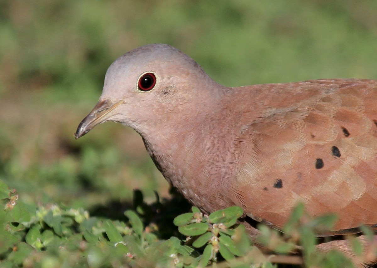 Ruddy Ground Dove - Matthew Grube