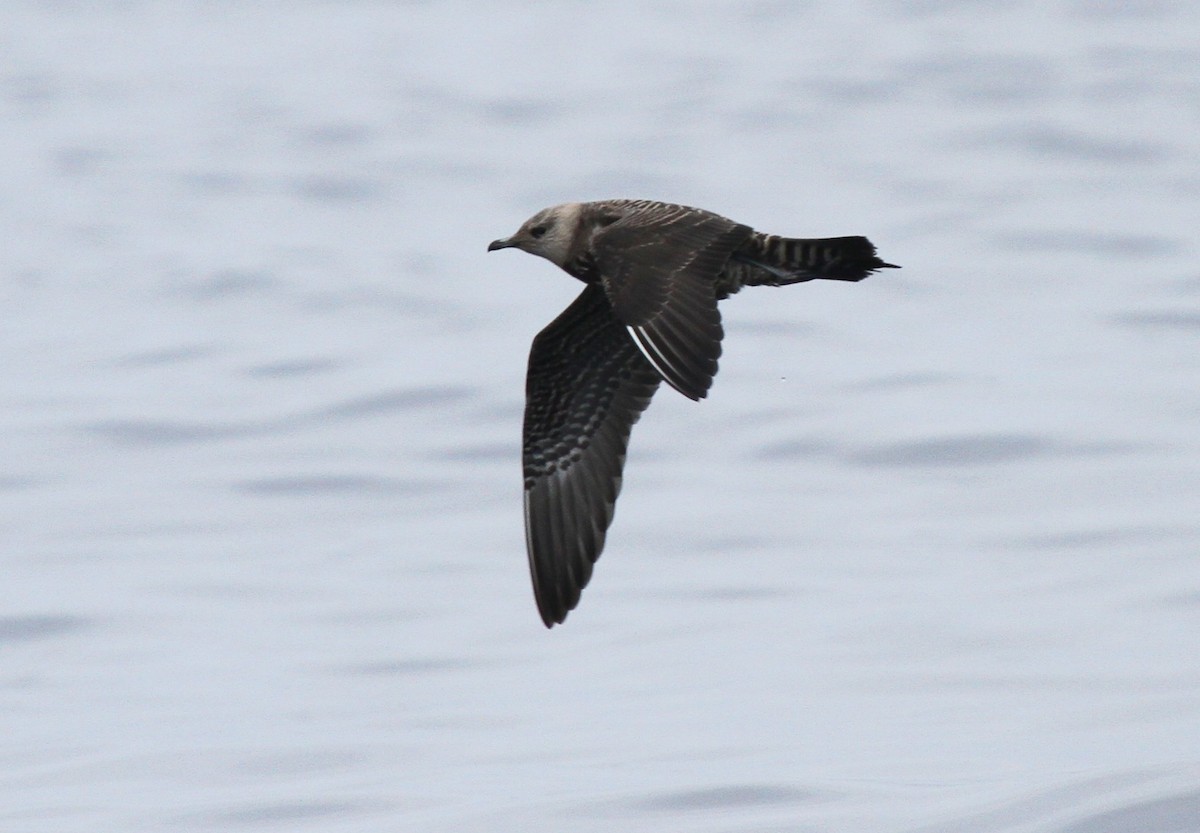 Long-tailed Jaeger - Matthew Grube