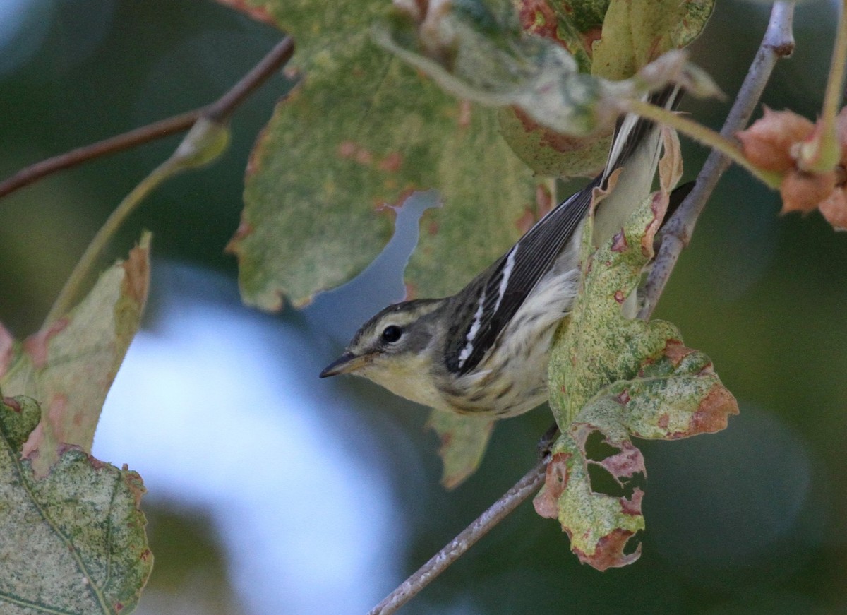 Blackburnian Warbler - ML135069151