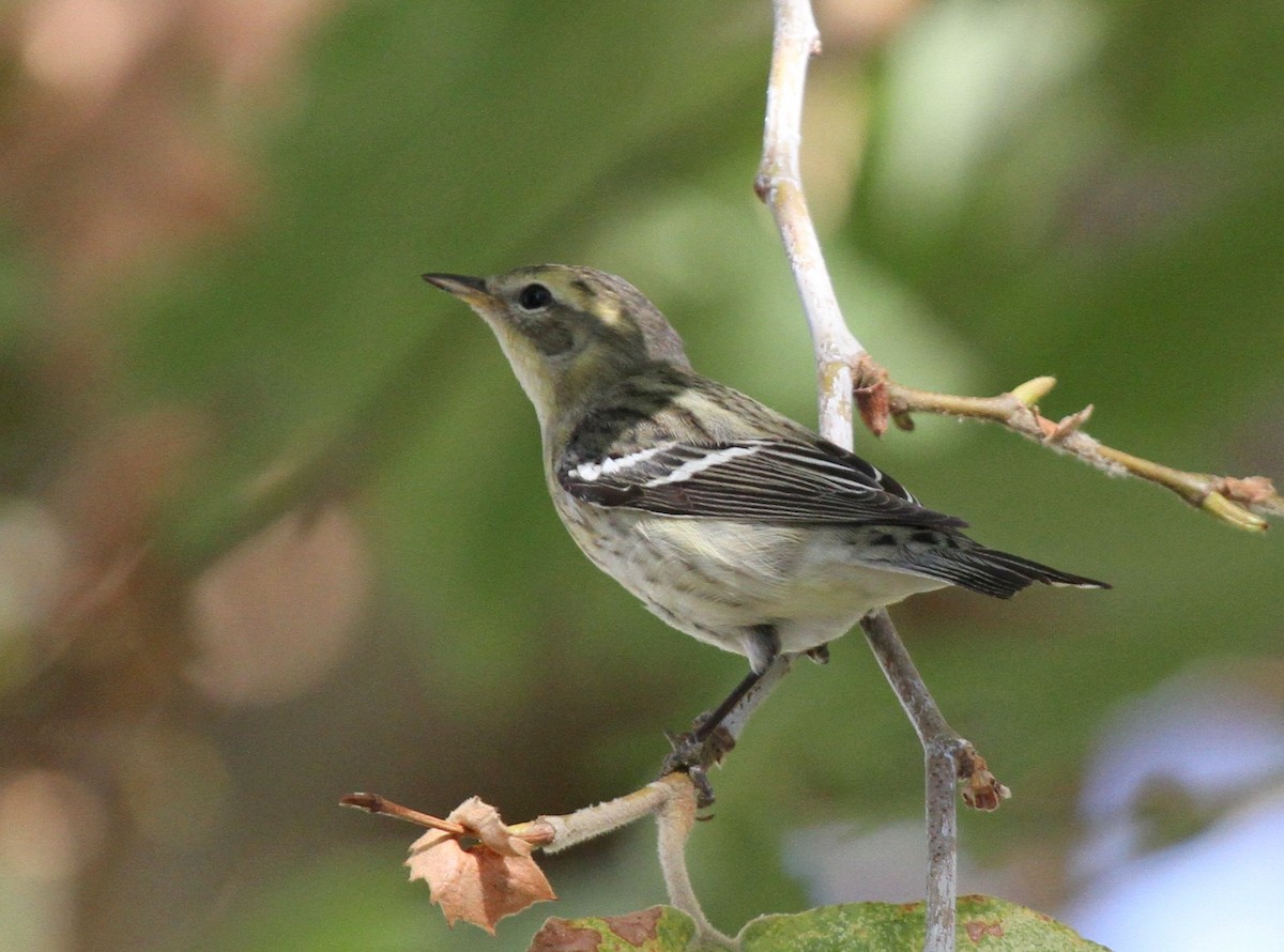 Blackburnian Warbler - Matthew Grube