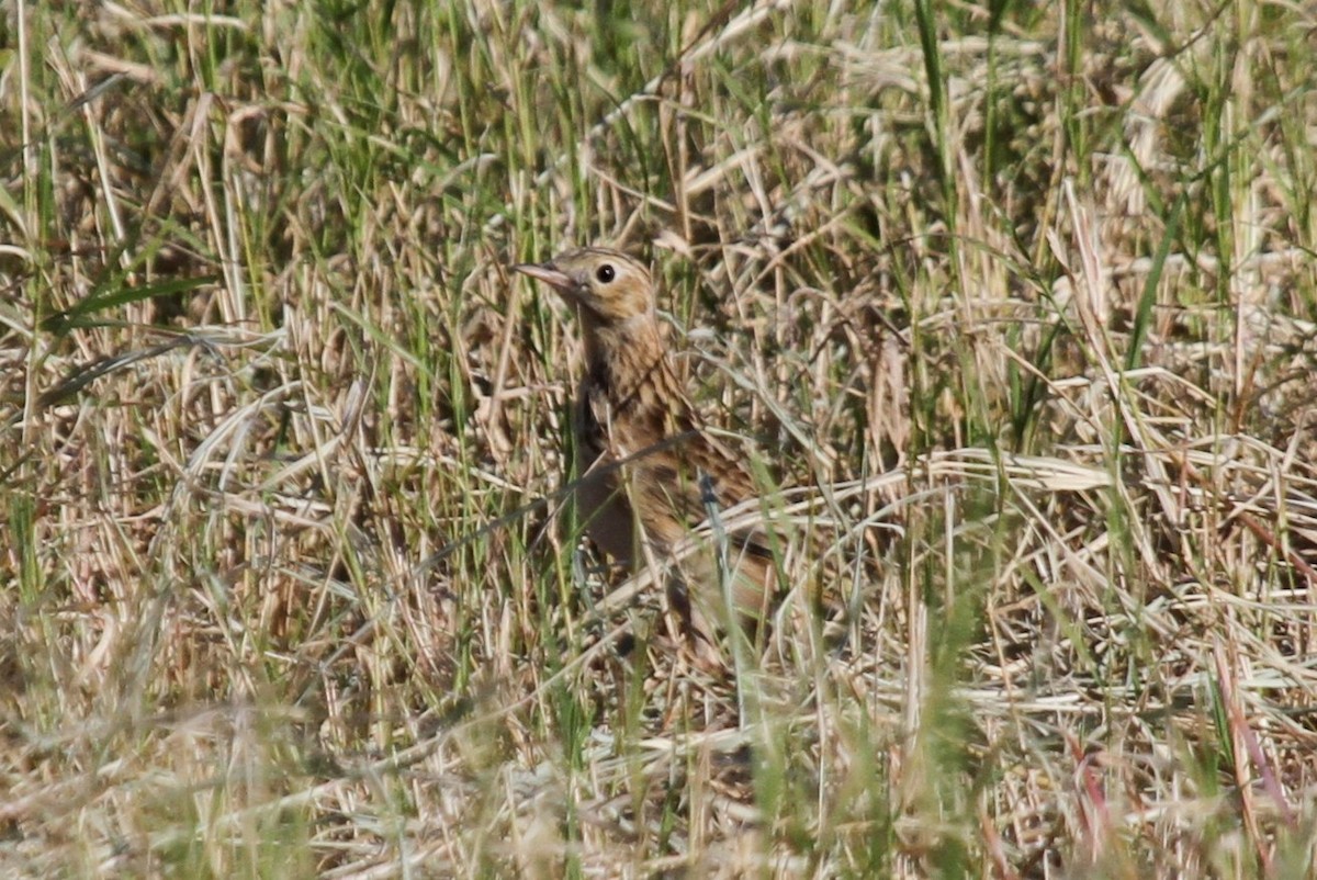 Sprague's Pipit - Matthew Grube