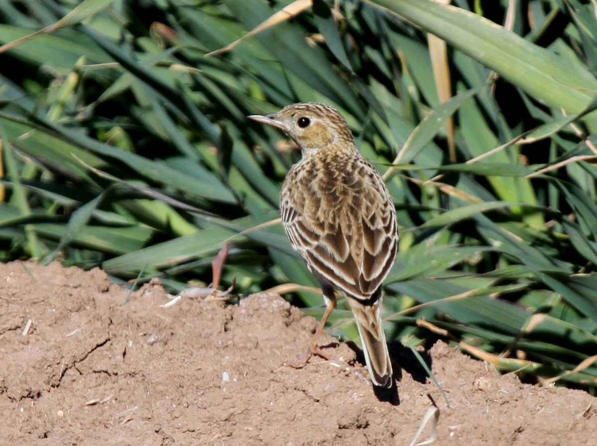 Sprague's Pipit - ML135069801