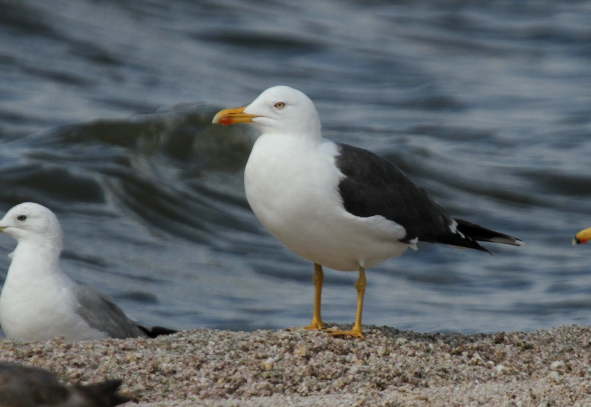 Lesser Black-backed Gull - ML135070711