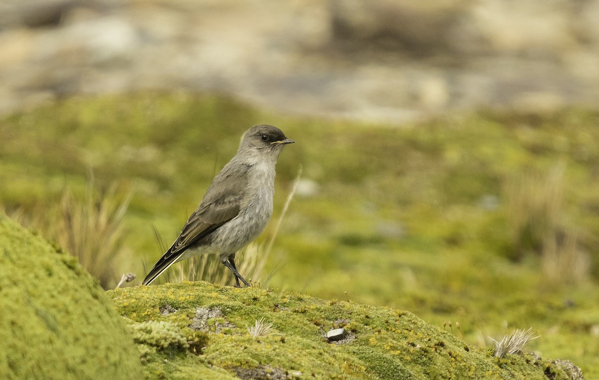 Dark-faced Ground-Tyrant - ML135070731
