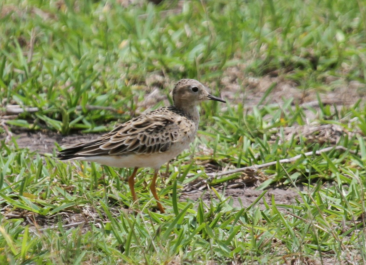 Buff-breasted Sandpiper - ML135071161