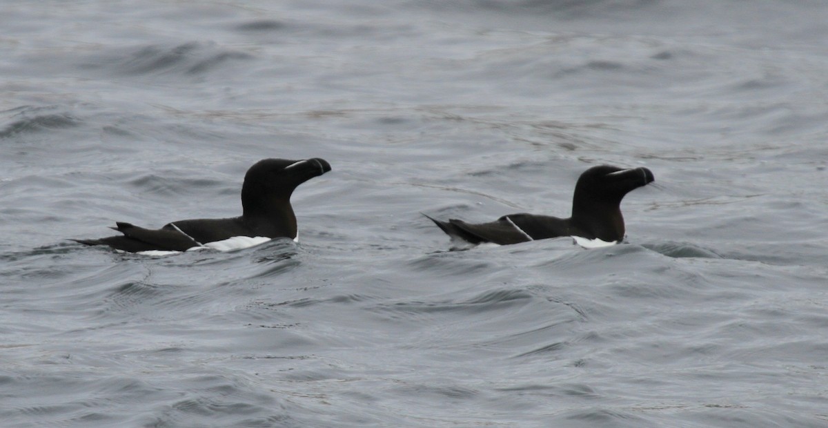 Гагарка мала - ML135071681