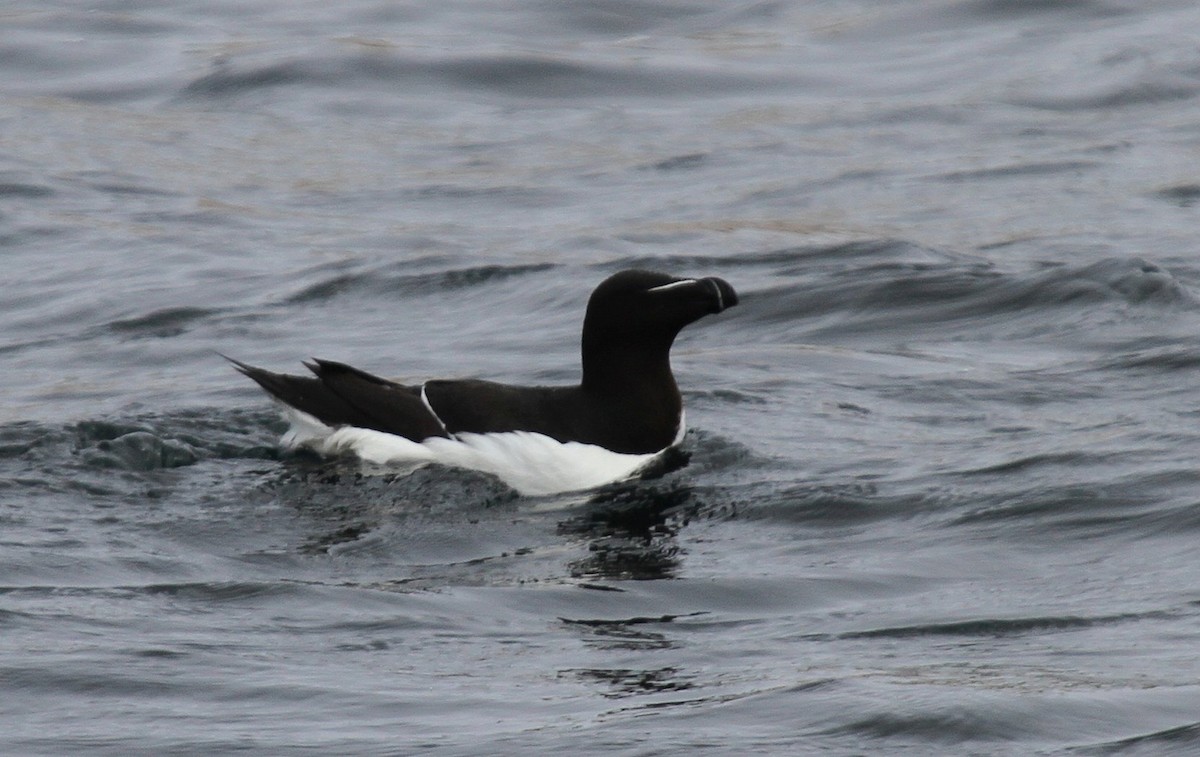 Гагарка мала - ML135071691