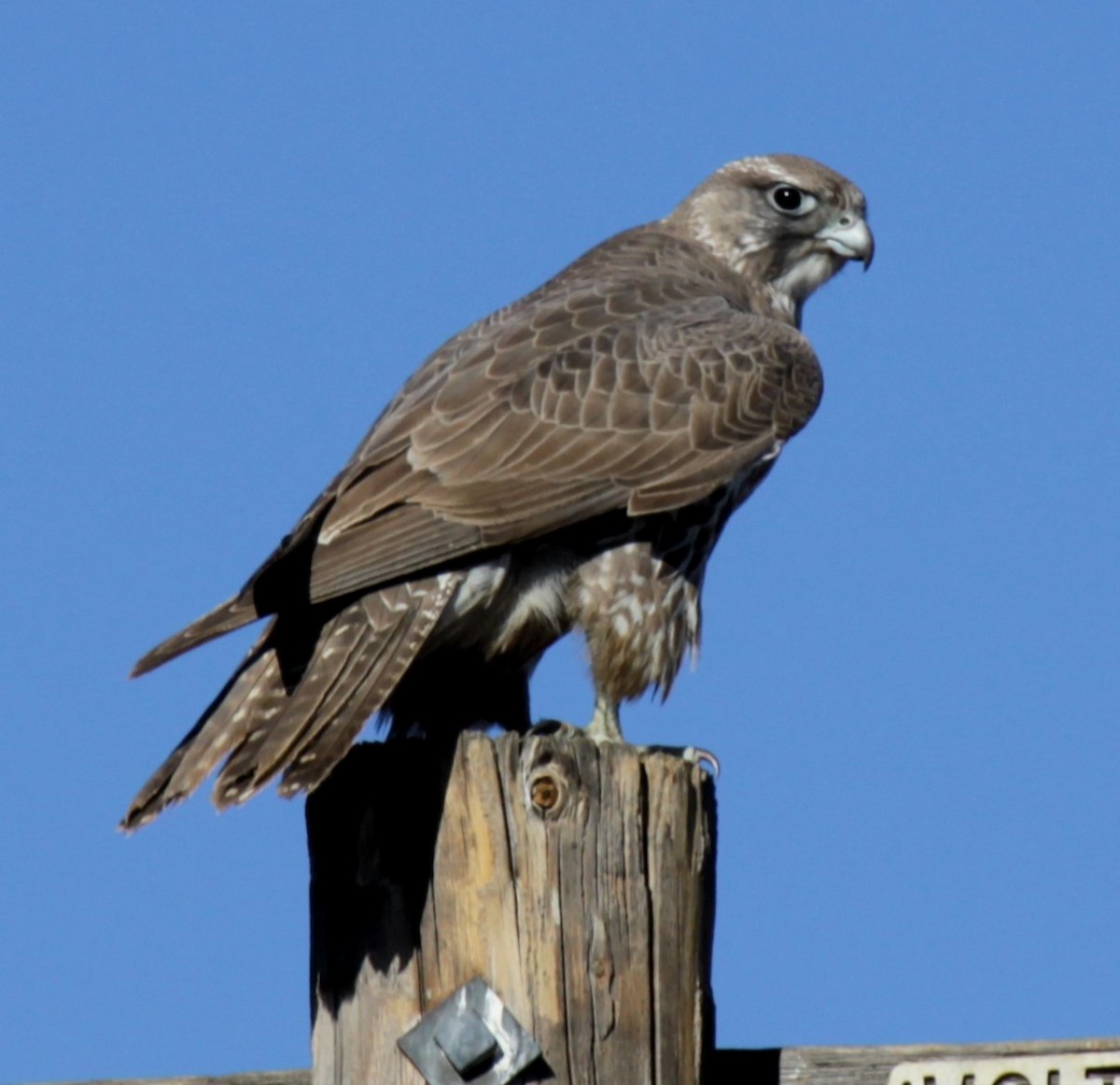 Gyrfalcon - ML135072821