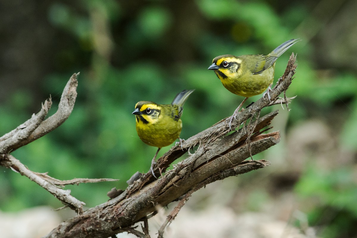 Yellow-striped Brushfinch - ML135075361