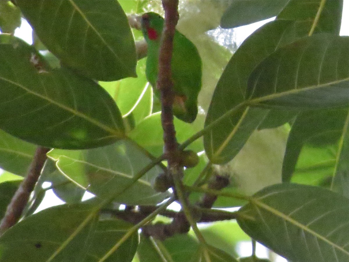 Wallace's Hanging-Parrot - ML135076151