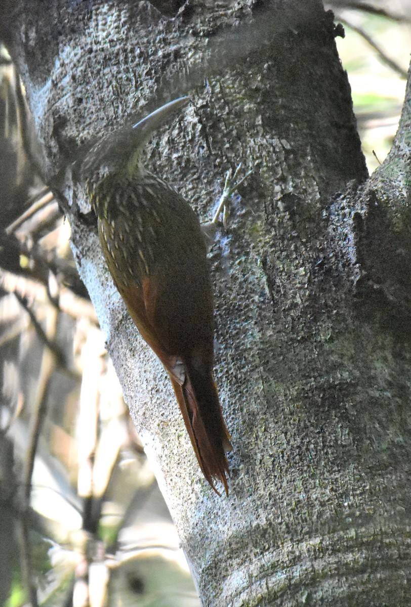 Ivory-billed Woodcreeper - Jason Vassallo