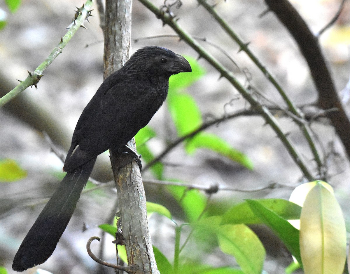 Groove-billed Ani - Jason Vassallo