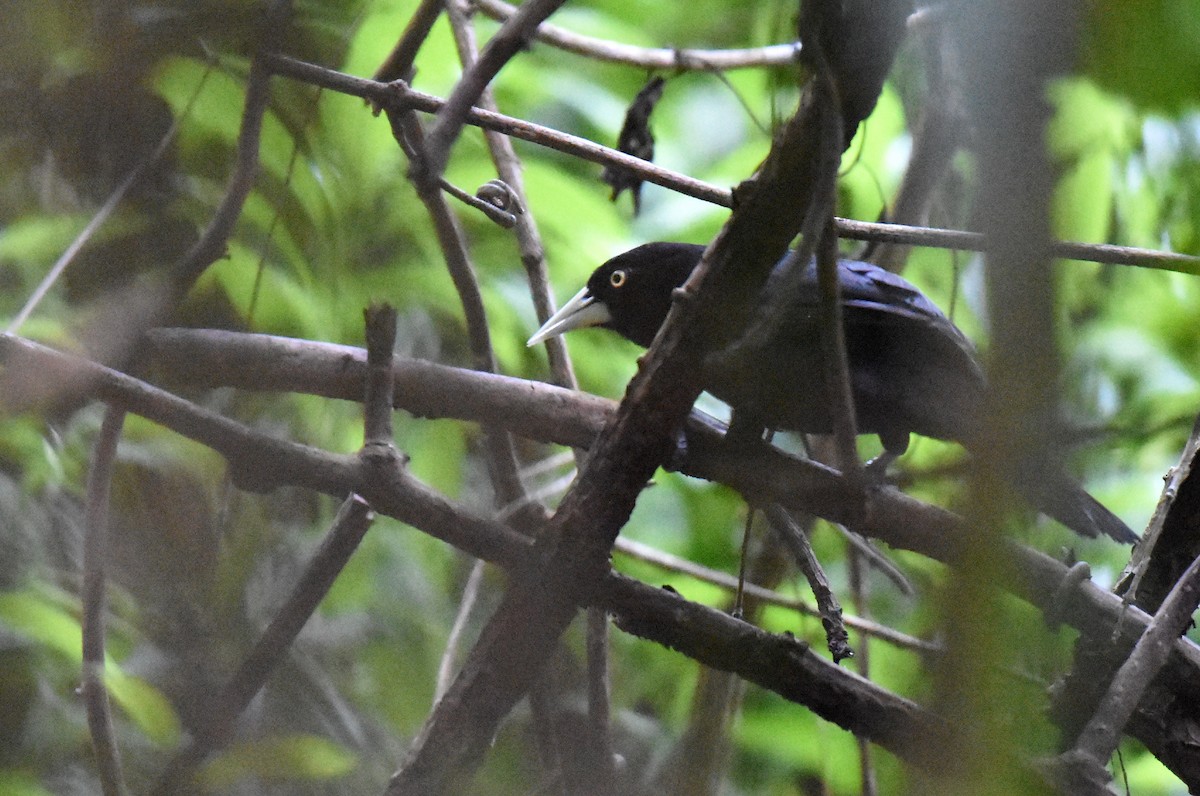 Cassique à bec jaune (holosericeus/flavirostris) - ML135077051