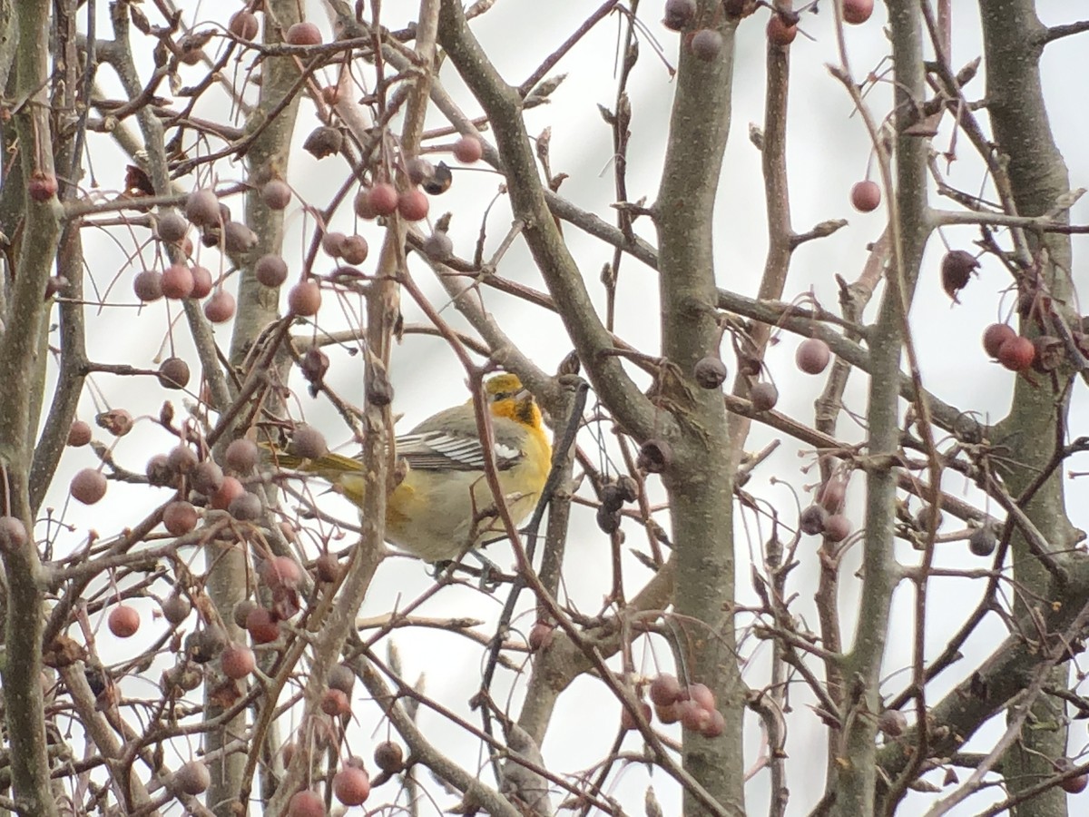 Oriole de Bullock - ML135077501