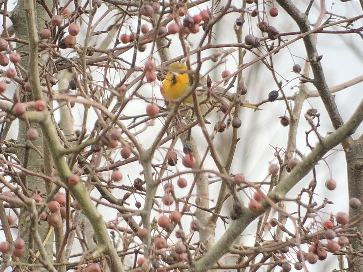 Bullock's Oriole - ML135077511