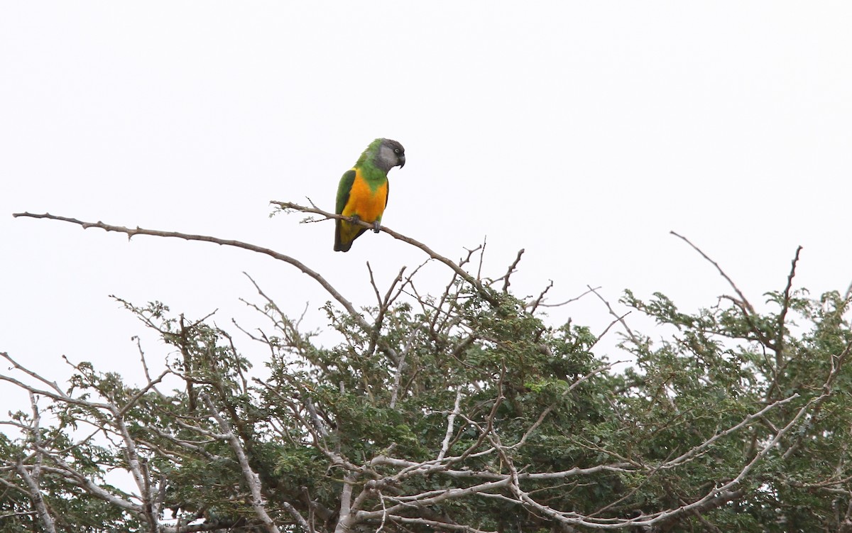 Senegal Parrot - ML135077681