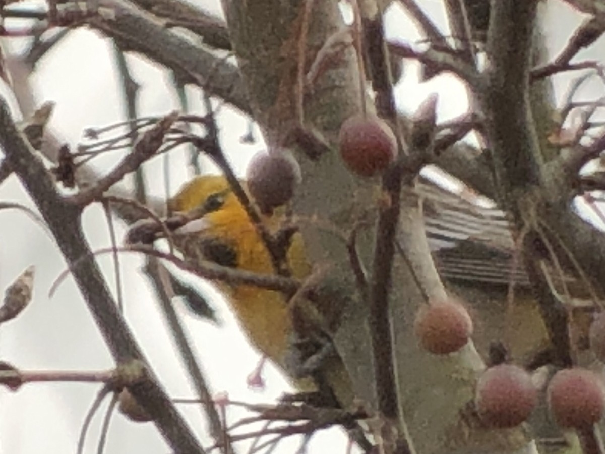 Bullock's Oriole - ML135078161