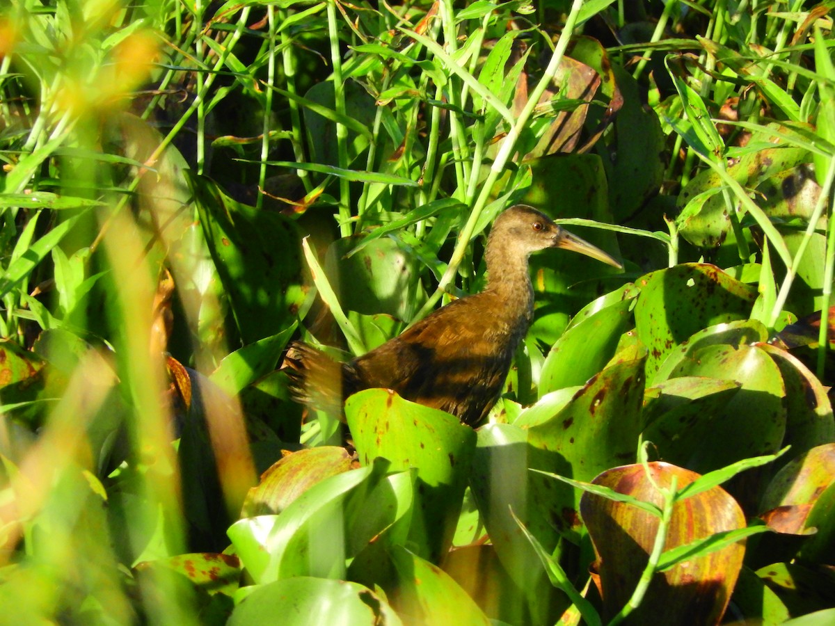 Plumbeous Rail - ML135078261