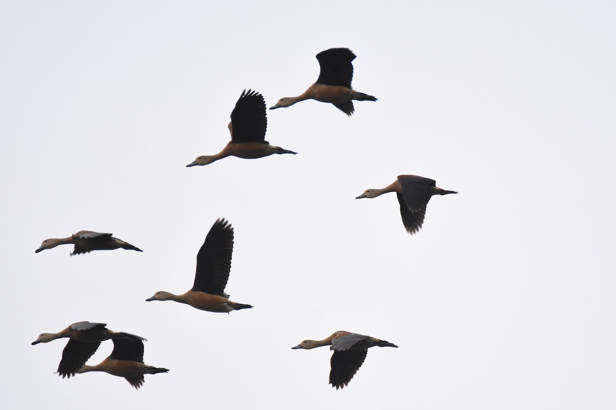 Lesser Whistling-Duck - ML135078281