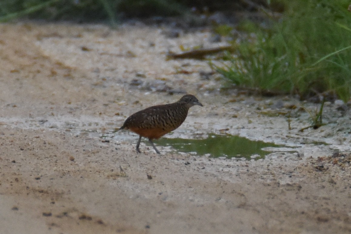 Barred Buttonquail - ML135078561