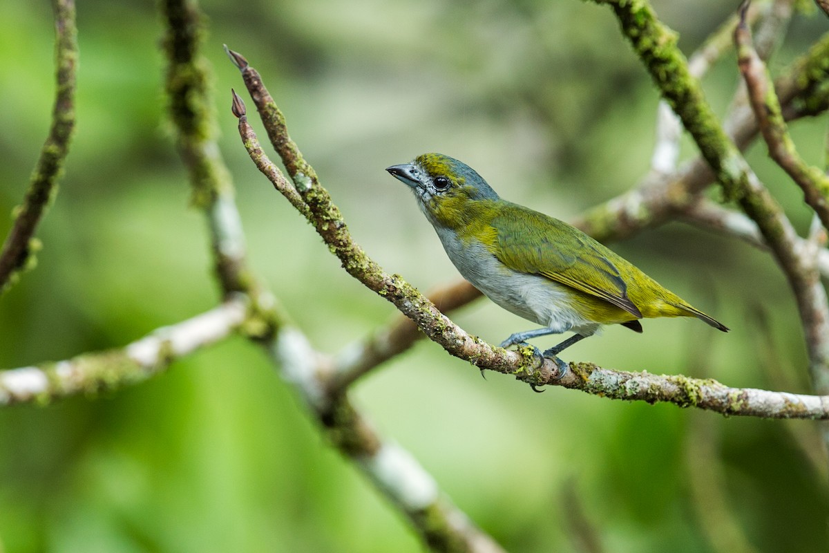 Golden-bellied Euphonia - ML135078871