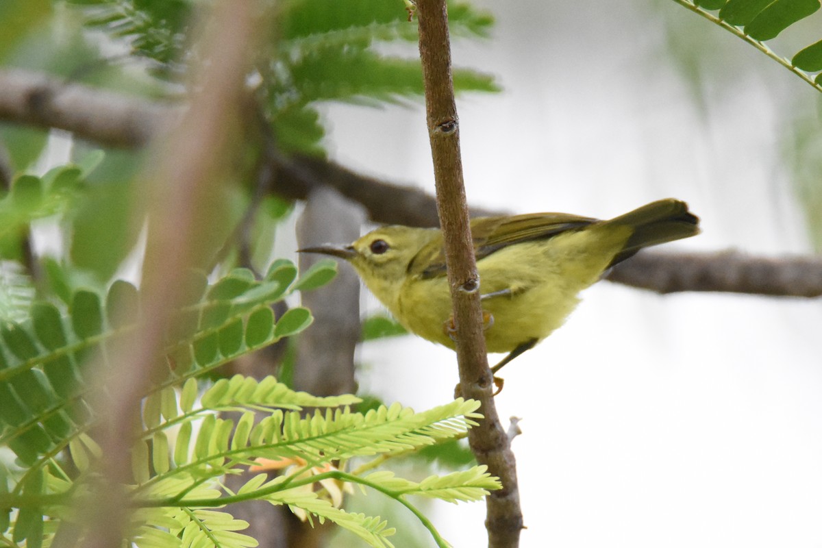 Brown-throated Sunbird - ML135079271