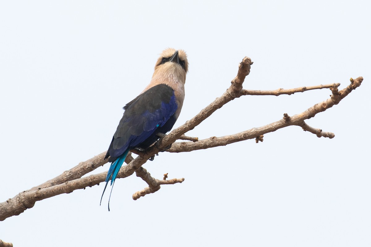Blue-bellied Roller - James Kennerley