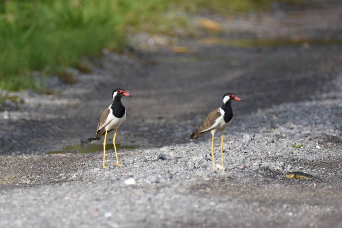 Red-wattled Lapwing - Luke Berg