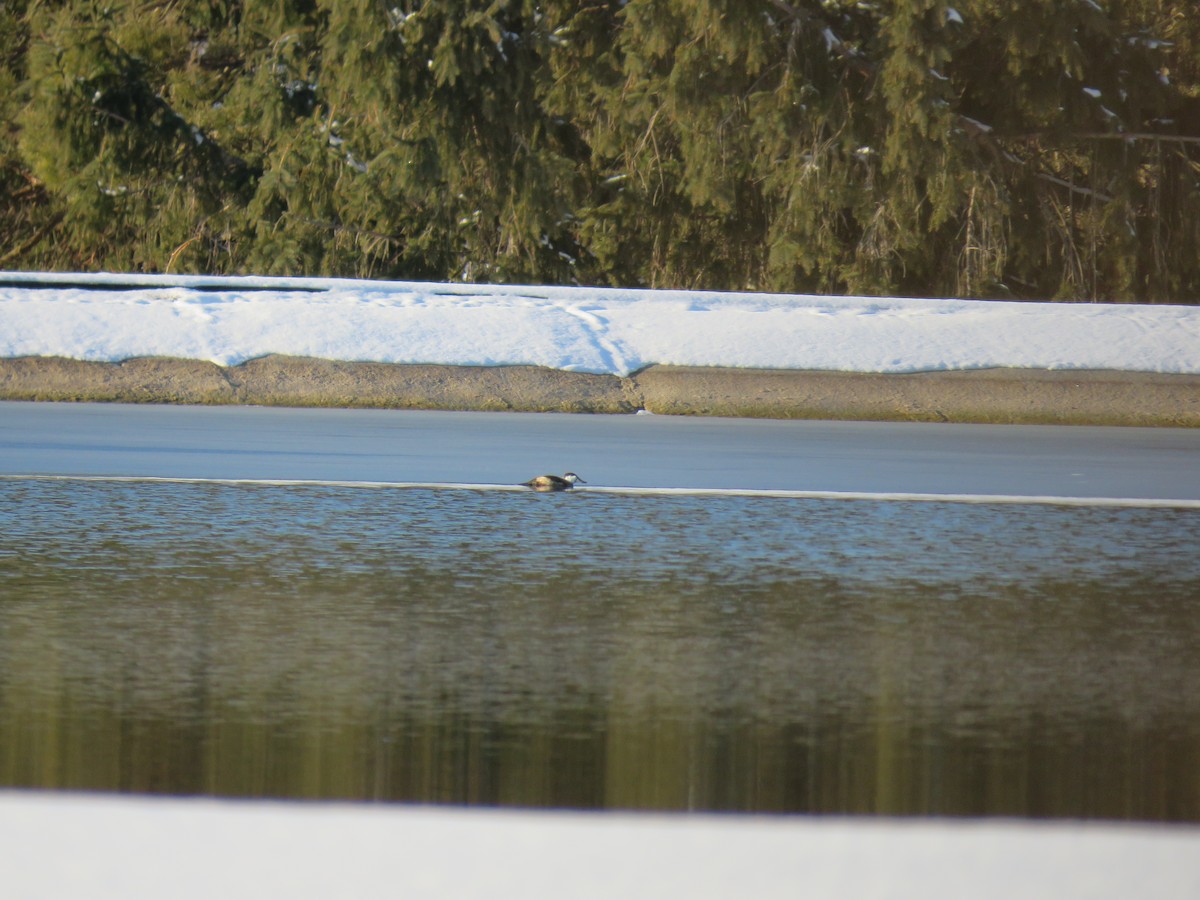 Ruddy Duck - ML135079721