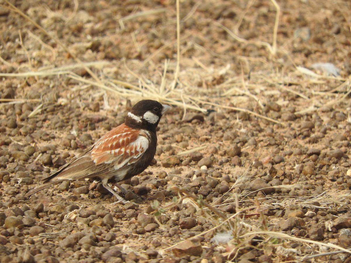 Chestnut-backed Sparrow-Lark - ML135079801