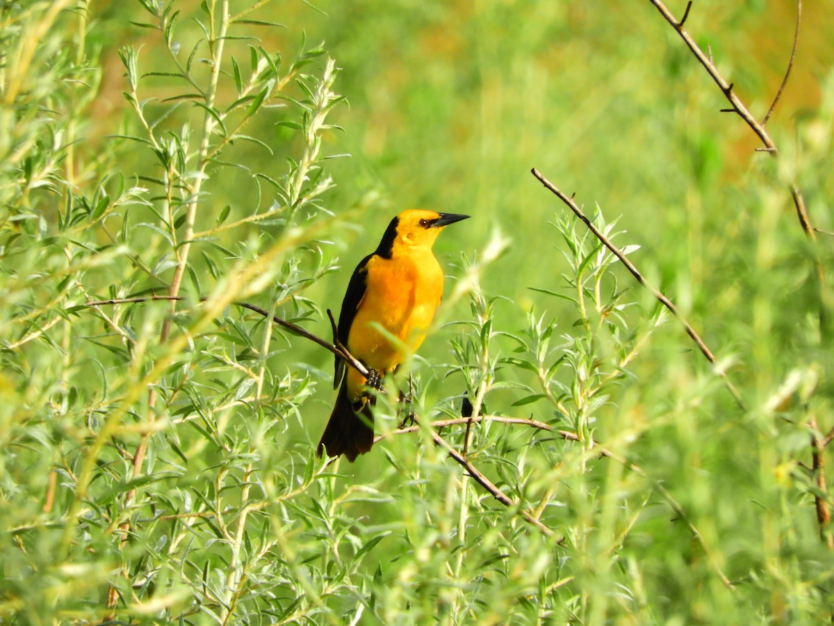 Saffron-cowled Blackbird - ML135079951