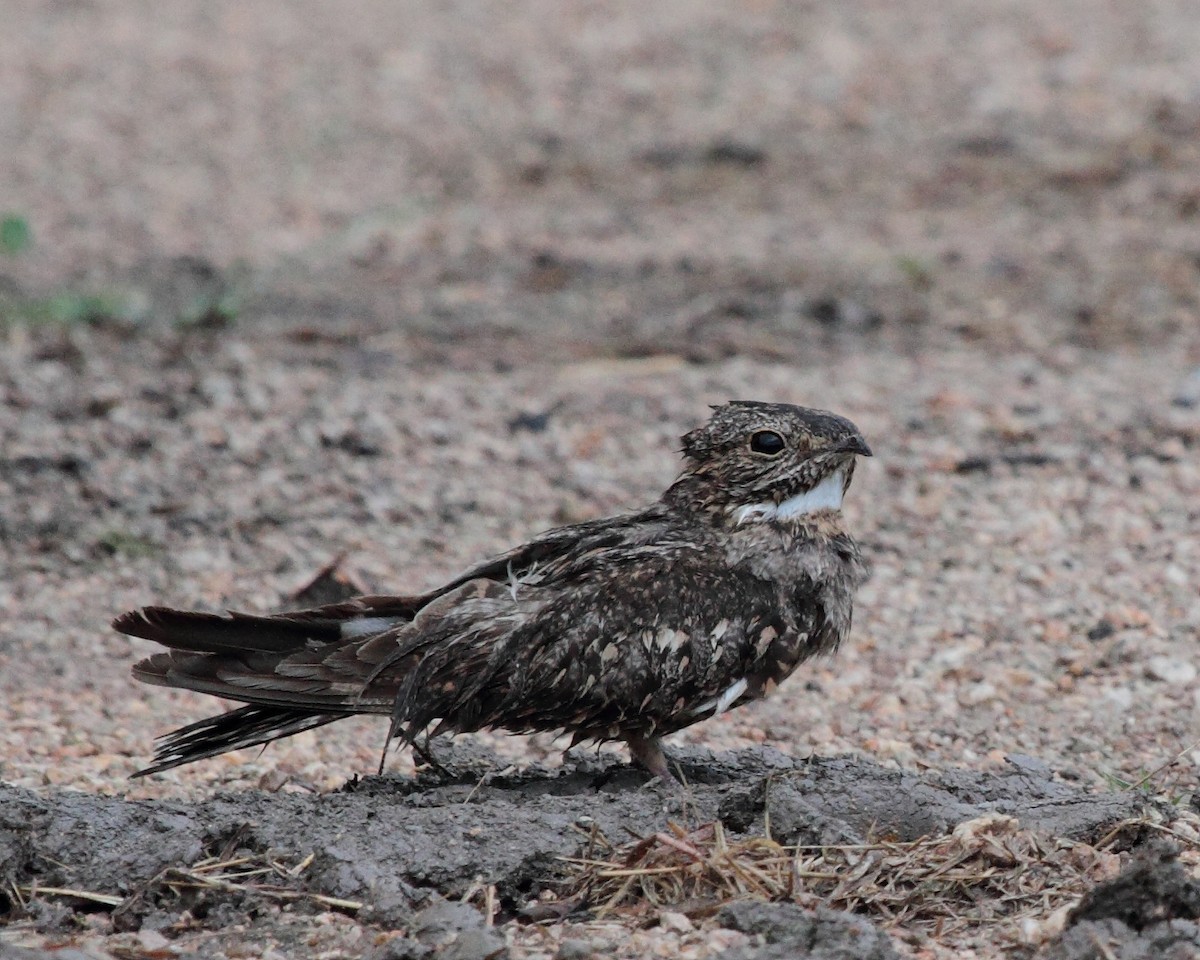 Lesser Nighthawk - jan liang