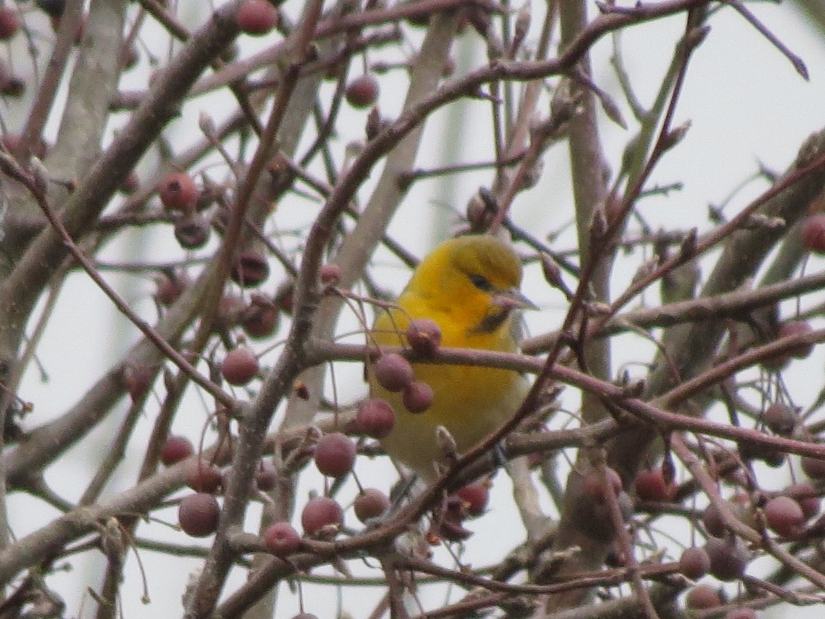 Oriole de Bullock - ML135082011