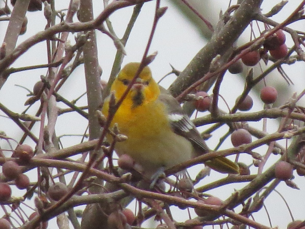 Bullock's Oriole - ML135082091