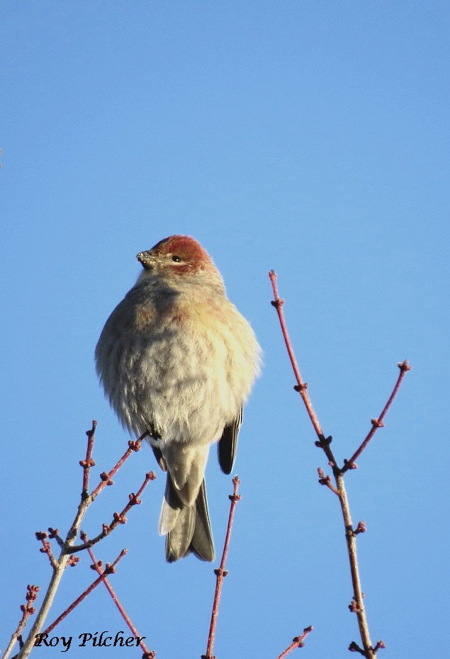 Pine Grosbeak - ML135083801