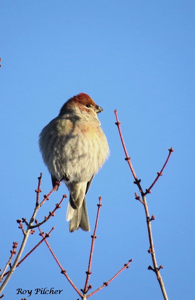 Pine Grosbeak - ML135083851