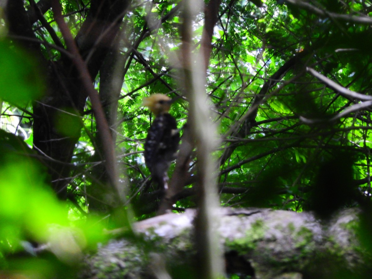 Blond-crested Woodpecker - ML135083921