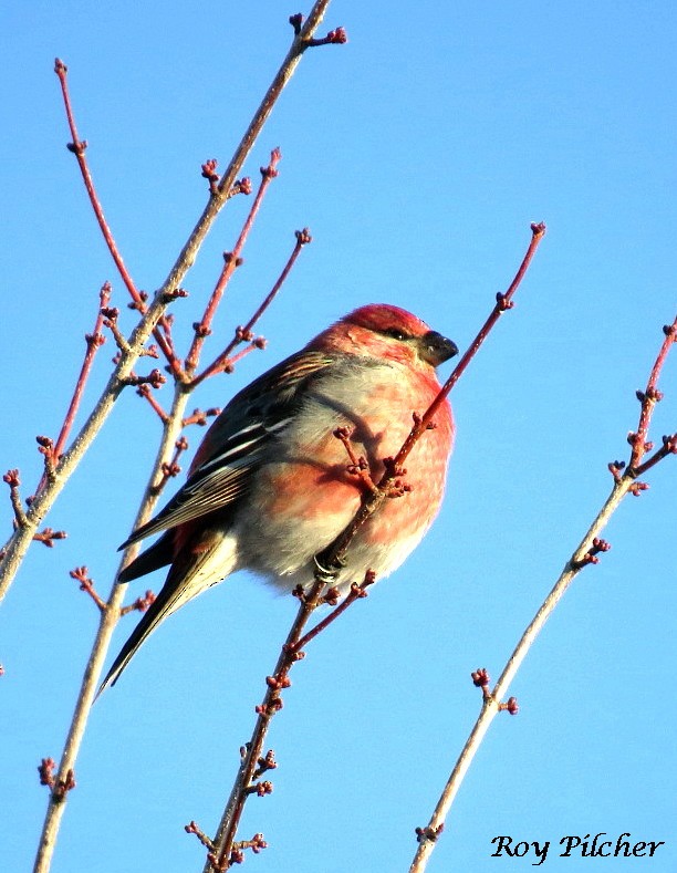 Pine Grosbeak - ML135083931