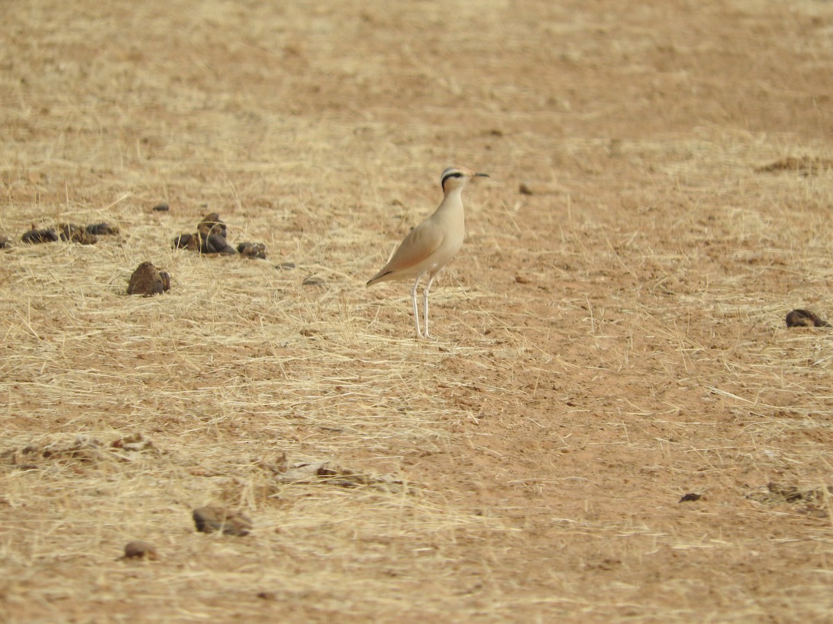 Cream-colored Courser - ML135083961